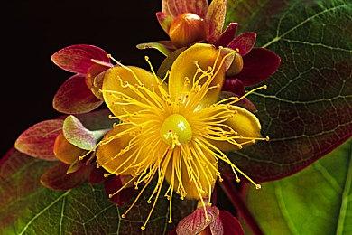 《仙剑世界》三测定档5月31日：首次付费删档测试